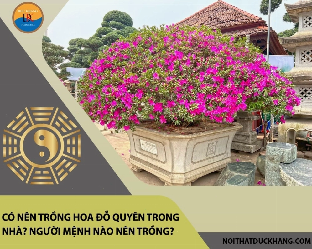Trồng hoa đỗ quyên ngoài ban công là lựa chọn tối ưu cho nhiều gia đình