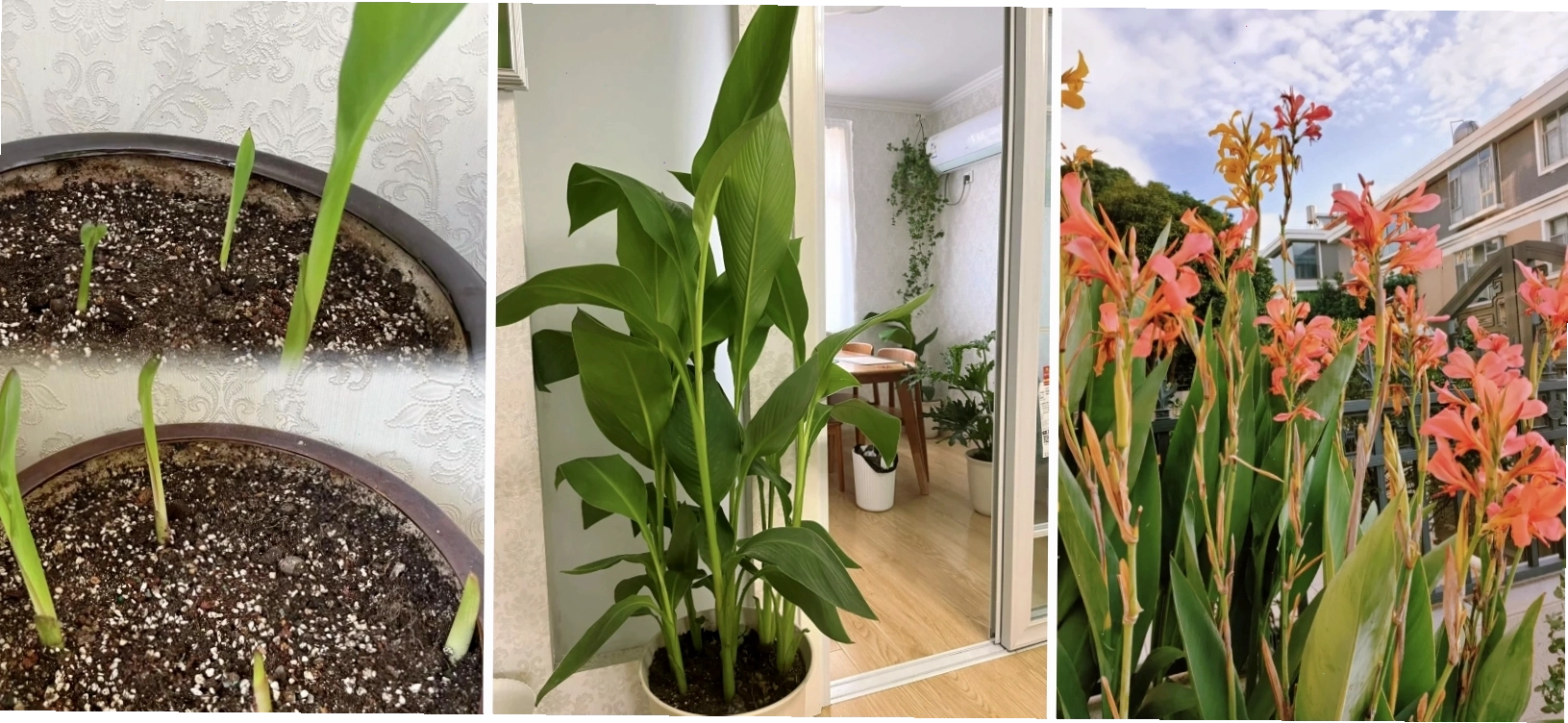 Trồng hoa đồng riềng trong chậu hoa trang trí nhà cửa