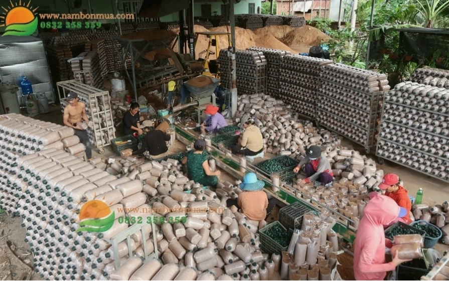 Trồng nấm sạch tại nhà đơn giản hiệu quả cao
