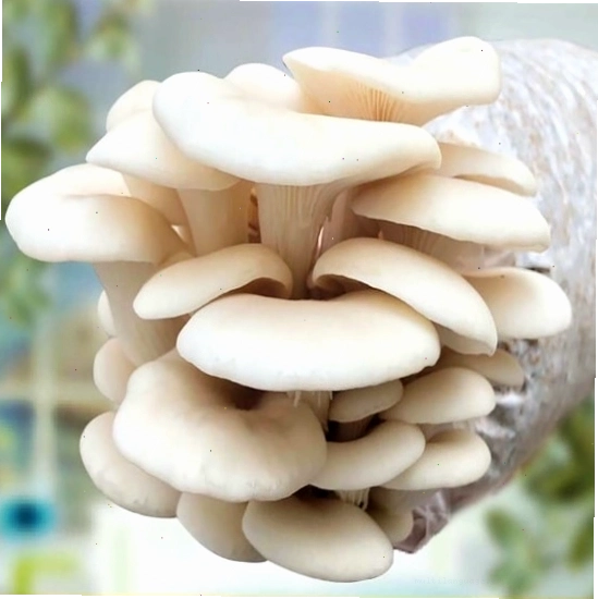 Trồng nấm sò tại nhà