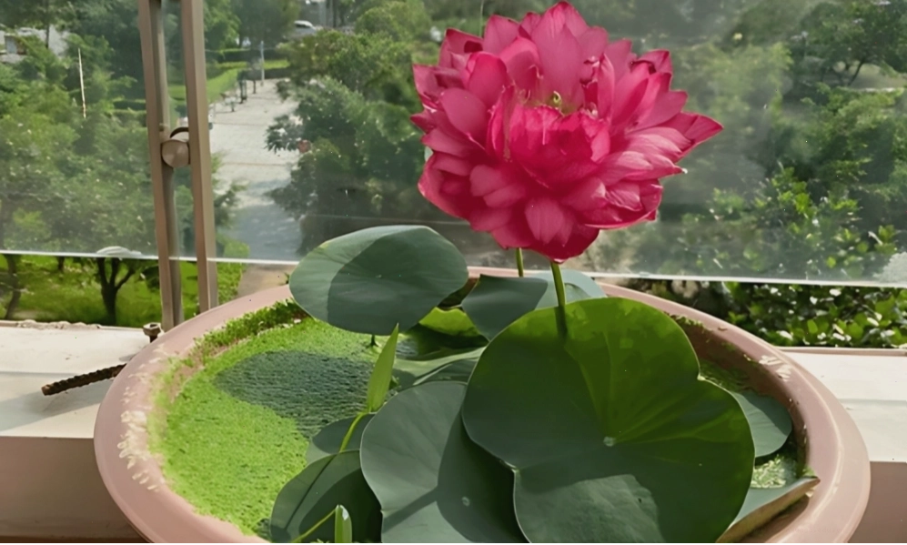 Trồng sen trong chậu kiểng, lu sành là phương pháp phổ biến