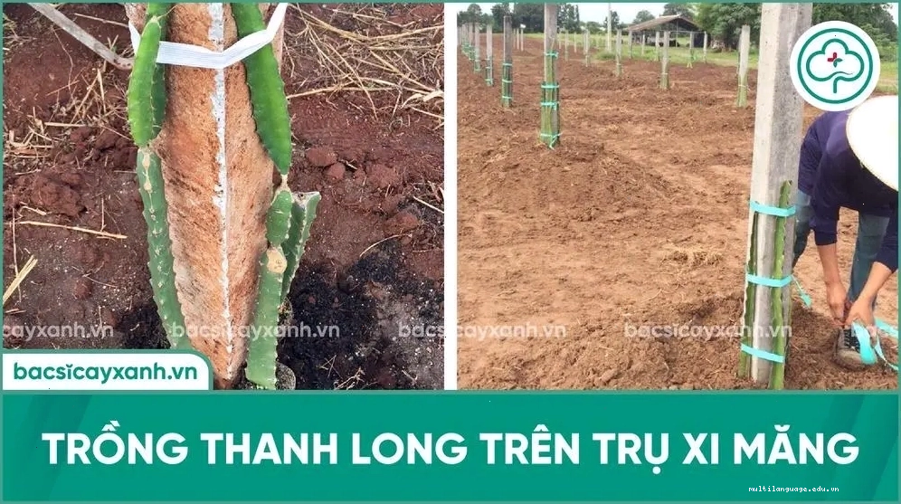Trụ xi măng vững chắc trồng cây thanh long