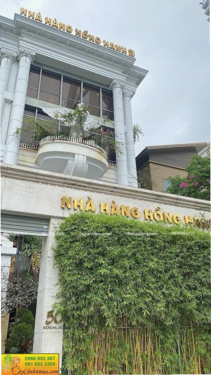Trúc chỉ vàng với thân cây màu vàng nổi bật, tạo điểm nhấn cho hàng rào