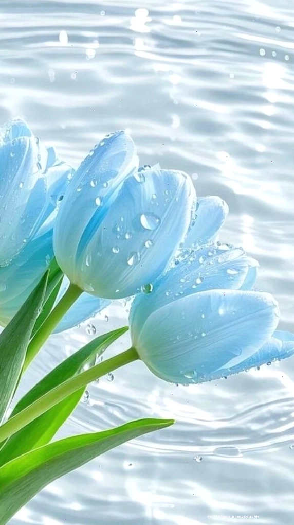 Tulip xanh biếc nổi bật trên nền nước trong veo