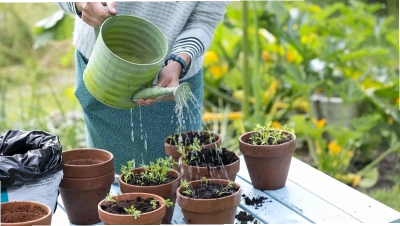 Tưới nước cho rau tại nhà đúng cách và hợp lý