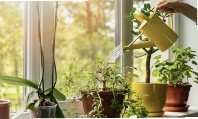 Tưới nước đều đặn cho cây trồng vào buổi sáng sớm hoặc chiều mát