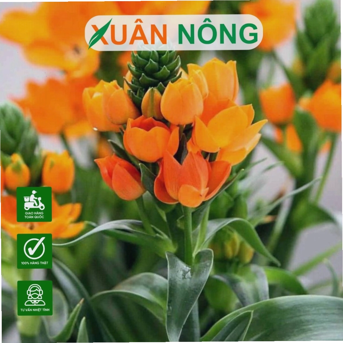 Tưới nước đúng cách cho cây hoa thiên nga mắt ngọc