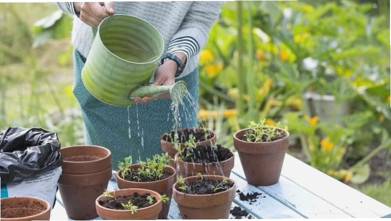 Tưới nước đúng cách cho rau giúp cây phát triển khỏe mạnh