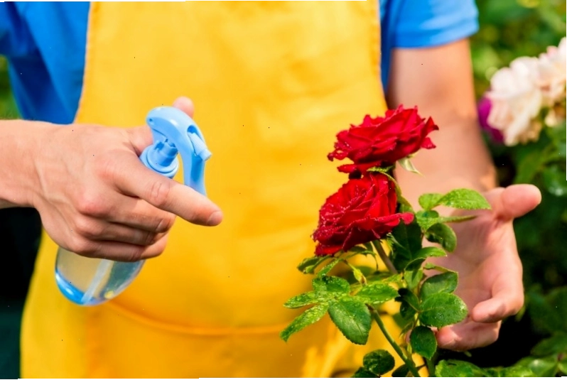 Tưới nước vừa đủ ẩm giúp cây làm quen với môi trường mới sau khi thay chậu