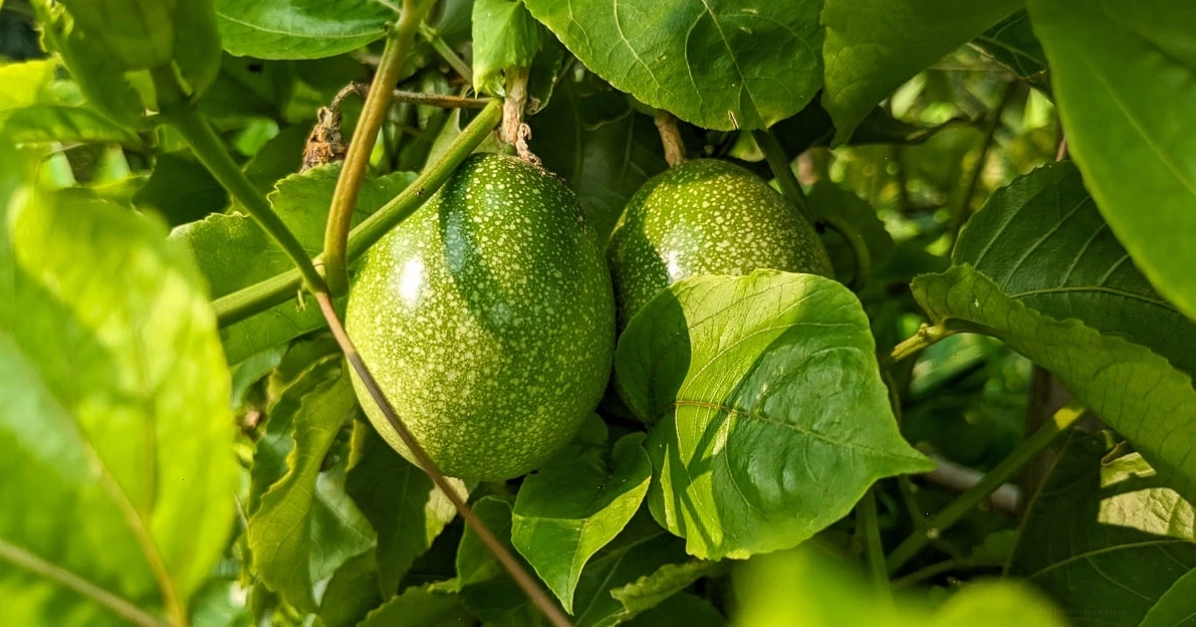 Tuổi thọ cây chanh dây và thời điểm thu hoạch quả