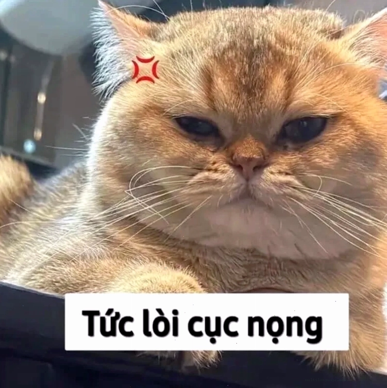 Tuyển tập những bức meme cay cú mới nhất