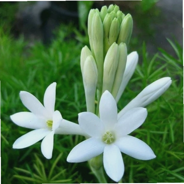 Vẻ đẹp kiêu sa của hoa huệ hồng