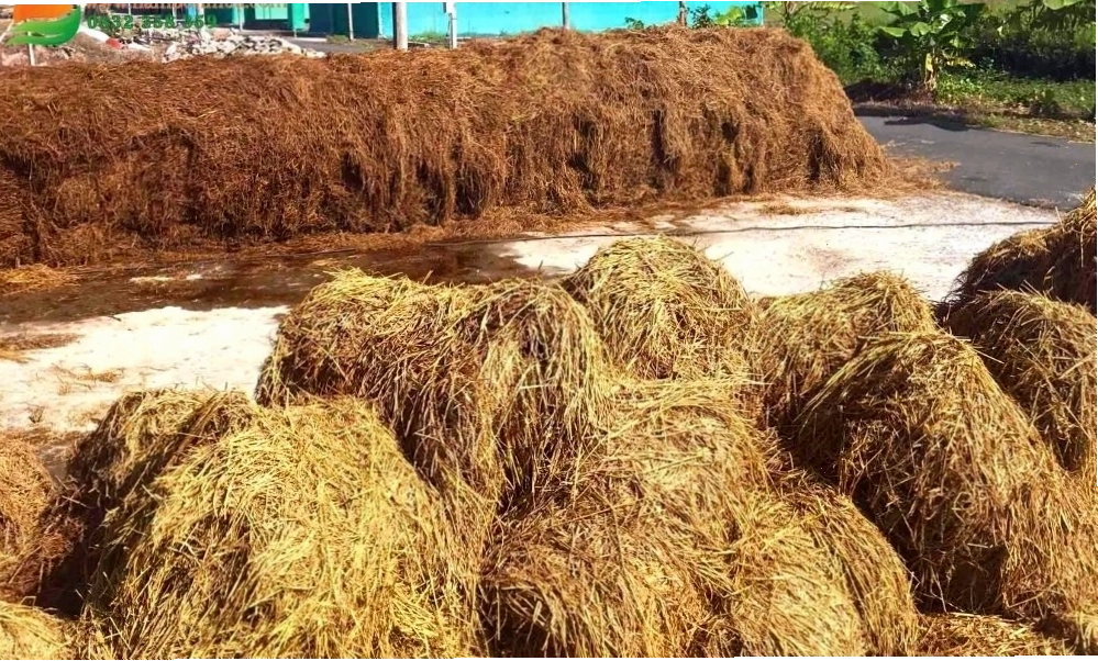 Vệ sinh khu vực trồng nấm định kỳ