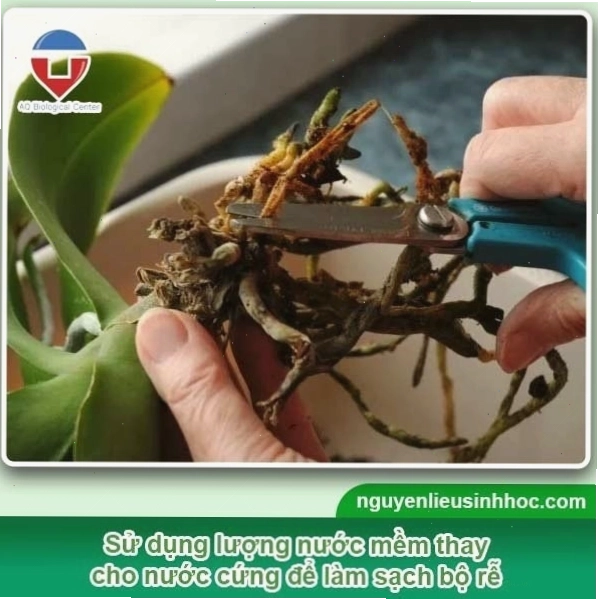Vệ sinh sạch sẽ bộ rễ lan Dendro sau khi lấy ra khỏi chậu cũ