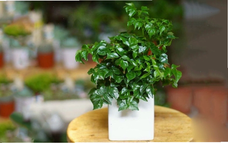Việc trồng và chăm sóc cây hạnh phúc vô cùng dễ dàng