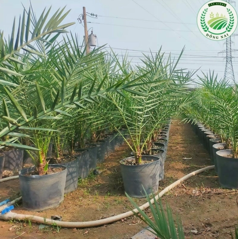 Vườn cây chà là đang ra hoa và đậu quả