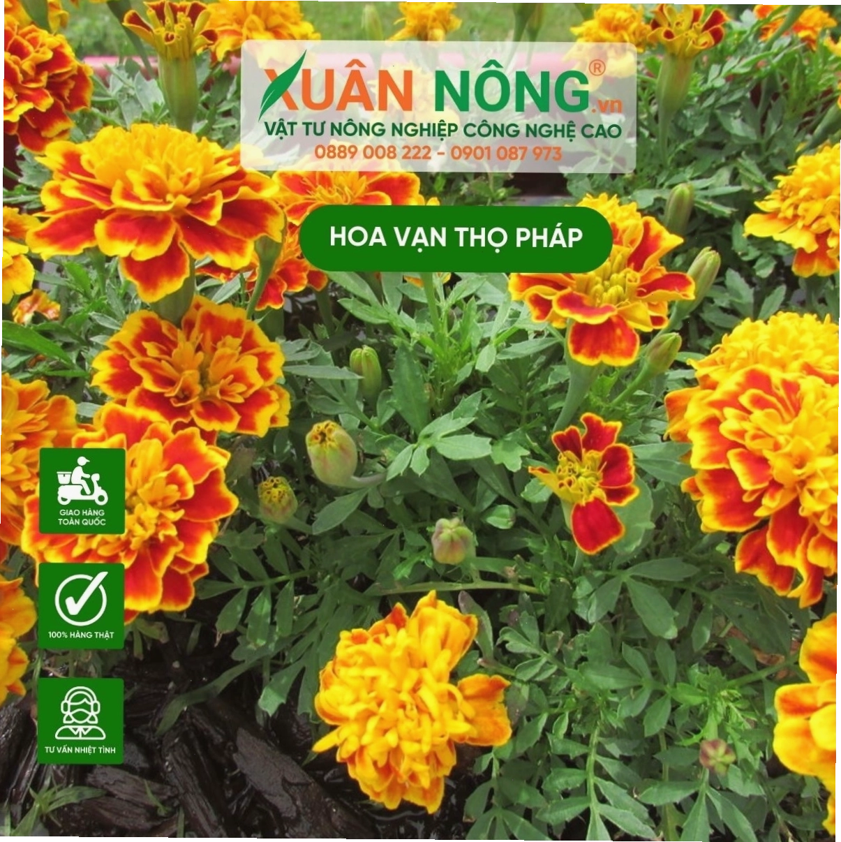 Vườn hoa vạn thọ pháp đang trong giai đoạn phát triển tốt