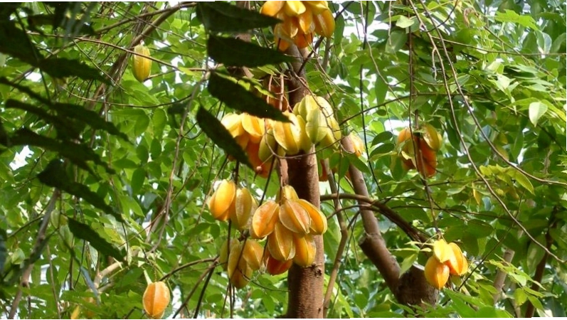 Ý nghĩa cây khế trong phong thủy