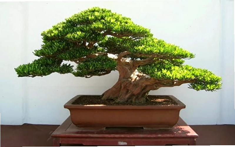 Ý nghĩa cây tùng trong phong thủy thể hiện sự trường thọ và khí tiết