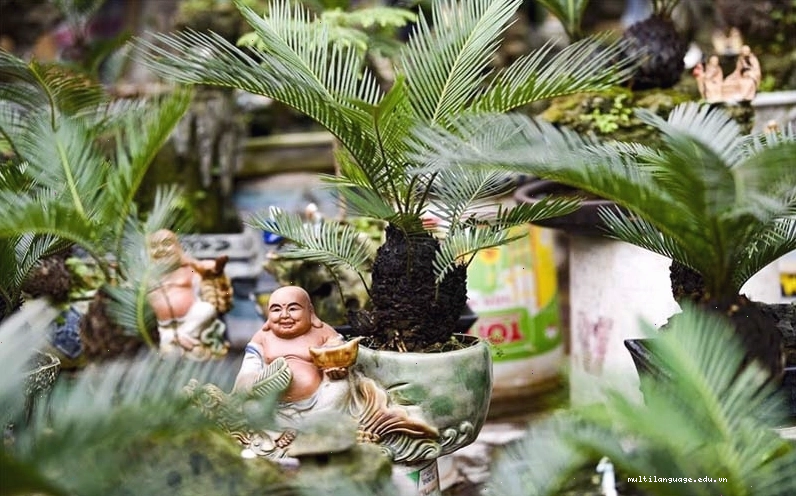 Ý nghĩa cây vạn tuế trong phong thủy là sự kiên trì và trường thọ