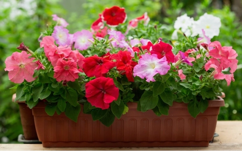 Ý nghĩa của hoa dạ yến thảo