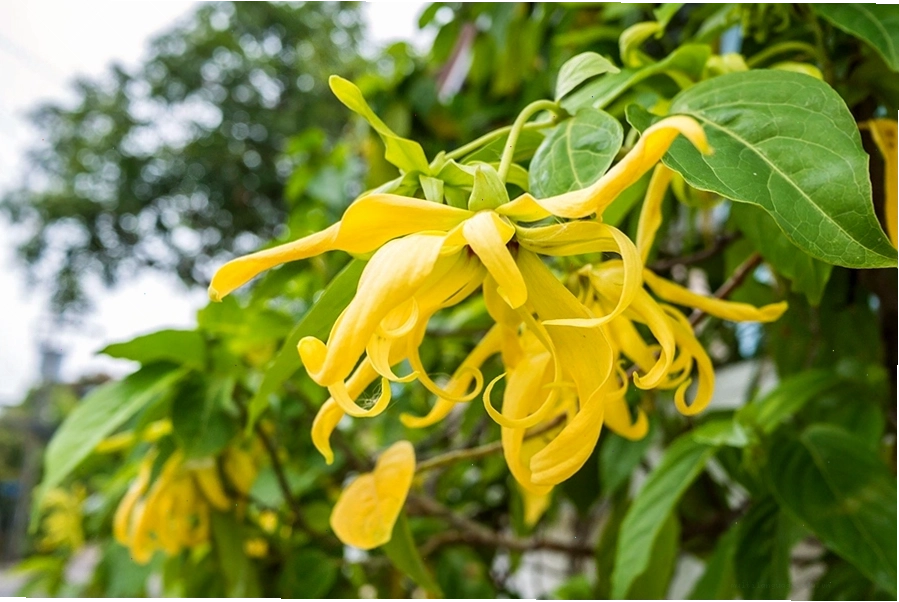 Ý nghĩa của hoa ngọc lan tây trong cuộc sống