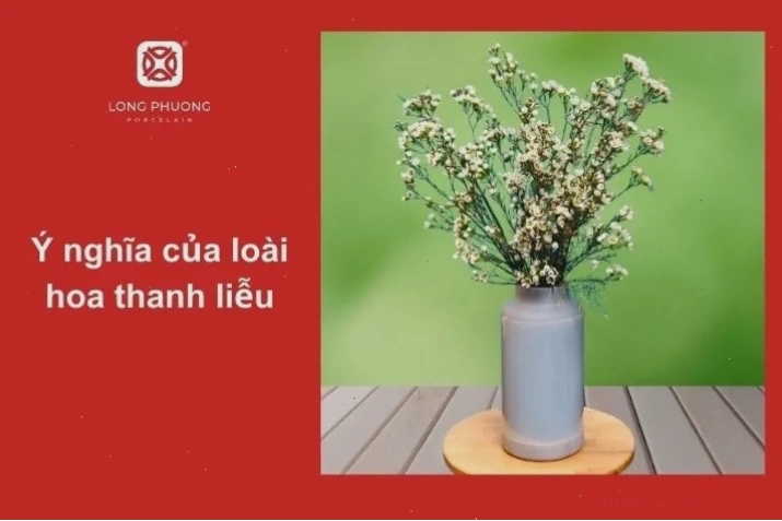 Ý nghĩa đặc biệt của hoa thanh liễu theo từng màu sắc