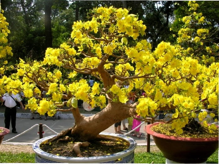 Ý nghĩa hoa mai vàng trong ngày Tết Nam Bộ
