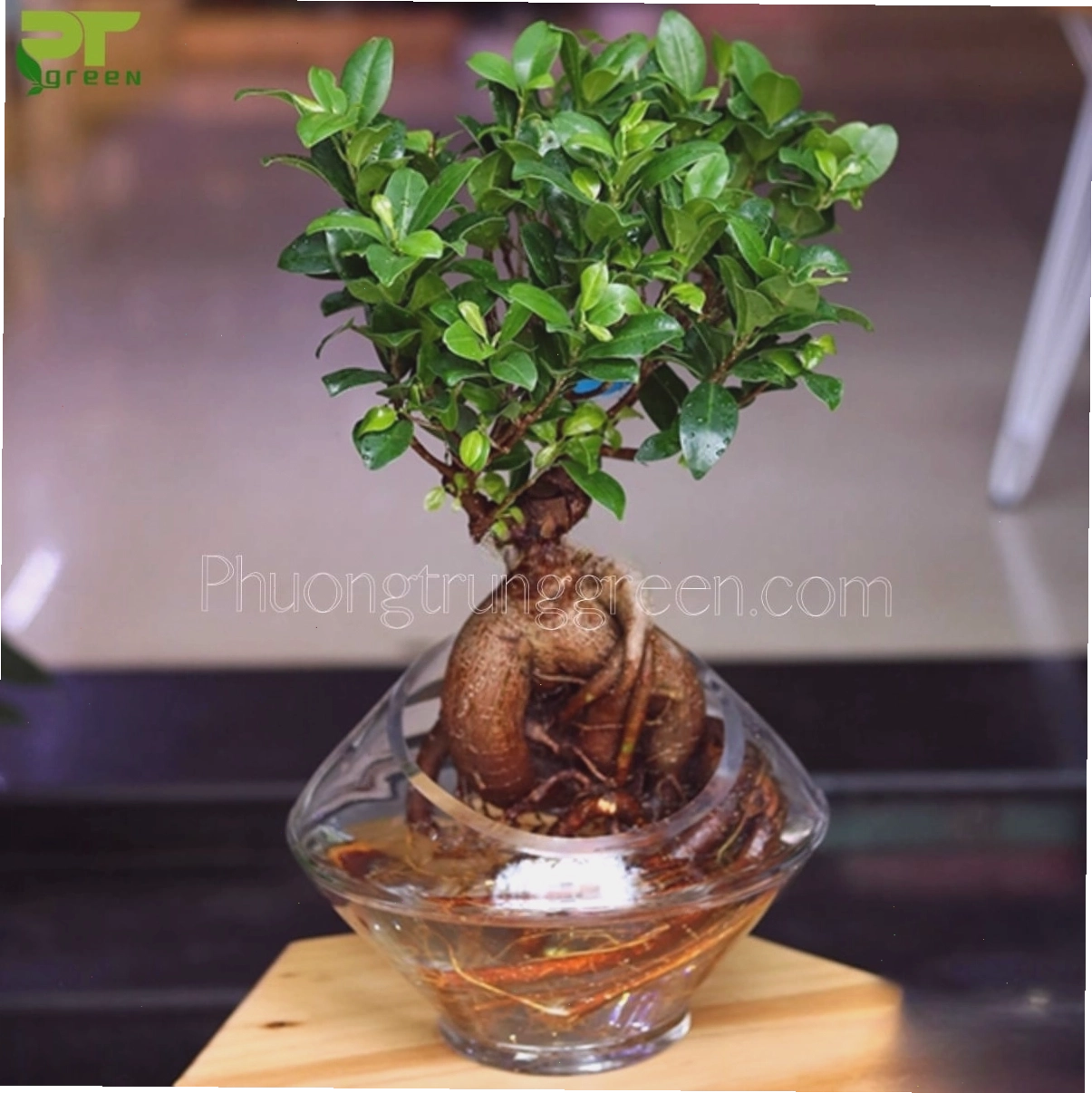 Ý nghĩa phong thủy cây sâm nhung là mang lại may mắn, tài lộc và sức khỏe cho gia chủ