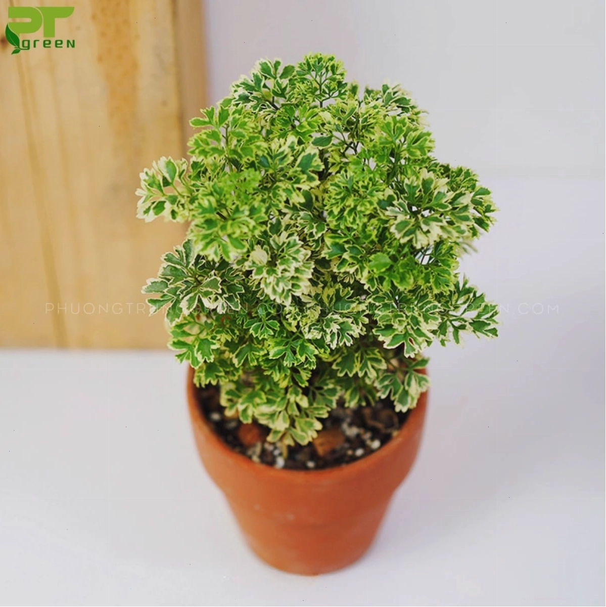 Ý nghĩa phong thủy của cây đinh lăng cẩm thạch