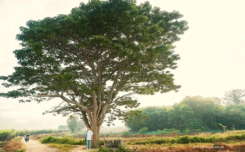 Ý nghĩa phong thủy của cây Ngô Đồng Trung Quốc, mang lại may mắn và tài lộc