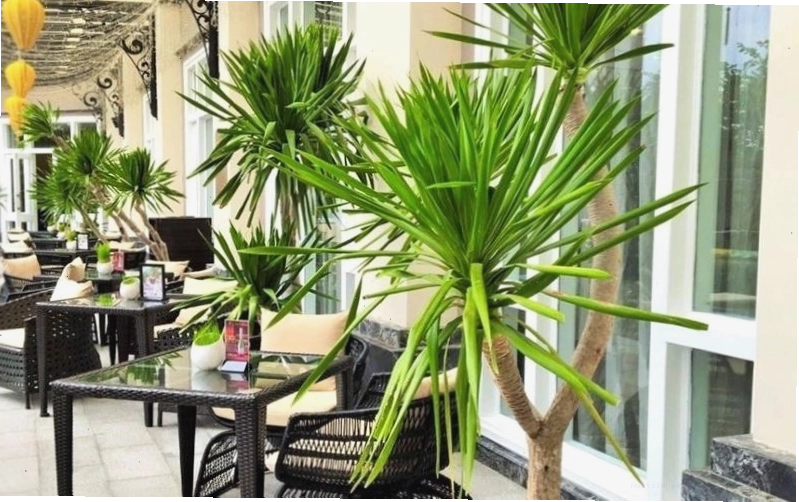 Ý nghĩa phong thủy của cây phát tài núi, biểu tượng cho tài lộc và may mắn