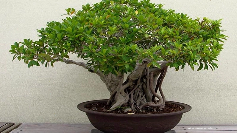 Ý nghĩa phong thủy của cây si theo quan niệm dân gian