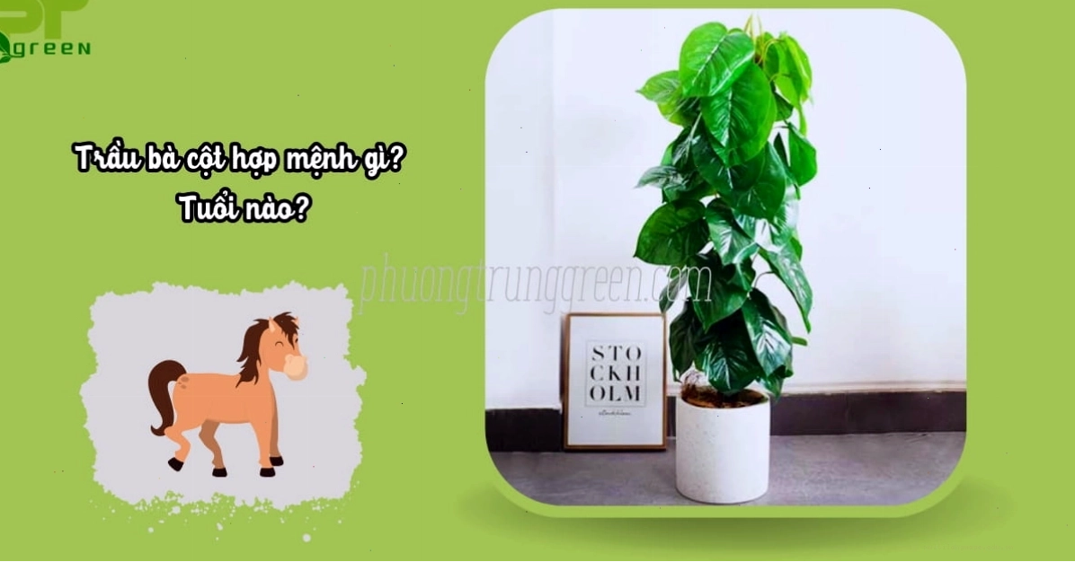 Ý nghĩa phong thủy của cây trầu bà leo cột