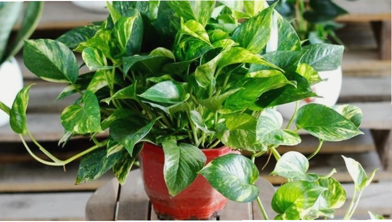 Ý nghĩa phong thủy của cây Vạn Niên Thanh trong trang trí nhà cửa