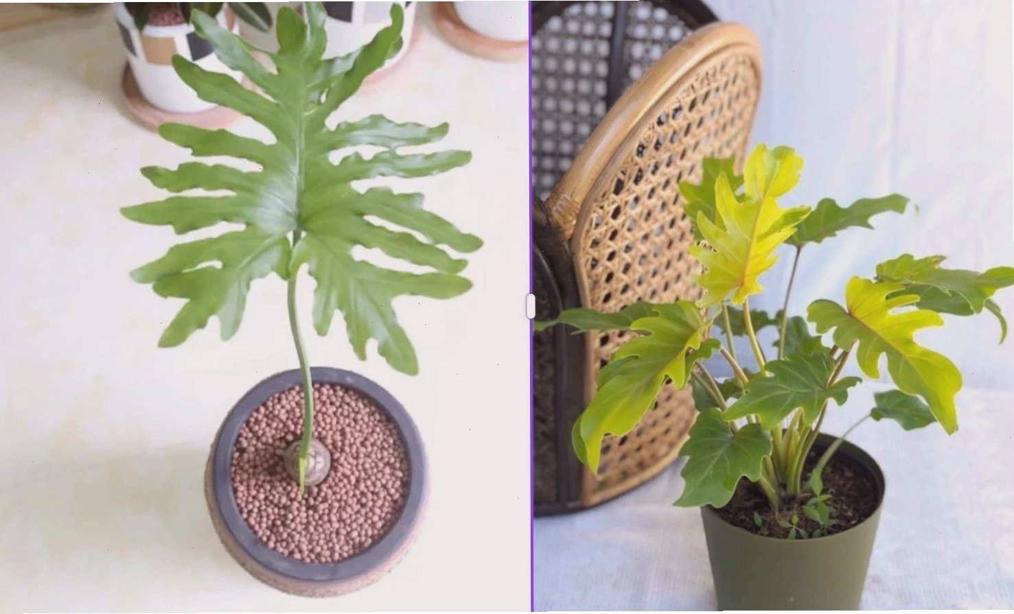 Ý nghĩa phong thủy tốt lành của cây Trầu Bà Chân Vịt