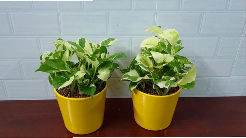 Ý nghĩa phong thủy và lợi ích của cây trầu bà cẩm thạch