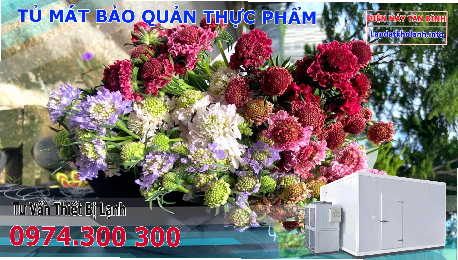 Ý nghĩa và cách bảo quản hoa Scabiosa