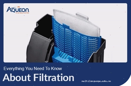 Infographic about choosing the right aquarium filter for betta fish