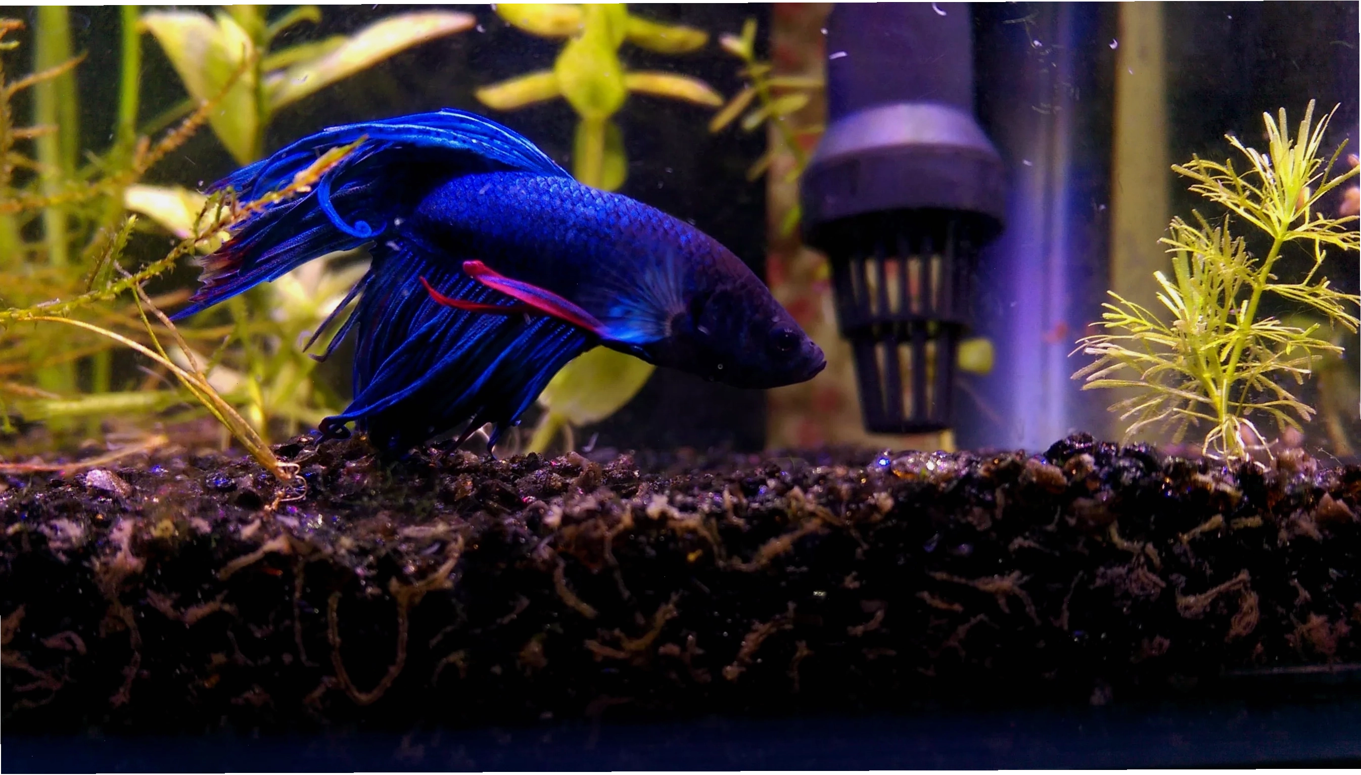 Vibrant Betta fish swimming near a submerged aquarium filter