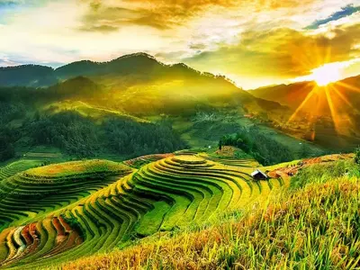 Cánh đồng yên ả mang hơi thở của làng quê Việt