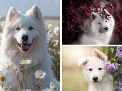 Ảnh chó cute dễ thương khiến ai nhìn cũng tan chảy