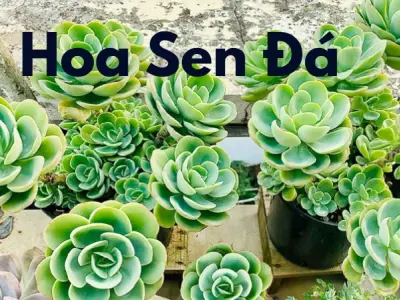 Hoa sen đá – Vẻ đẹp giản dị cùng ý nghĩa phong thủy