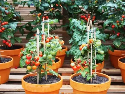 Bí quyết trồng cà chua bi xanh tốt và thu hoạch nhiều quả