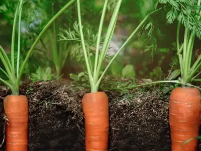 Bí quyết cách trồng cà rốt tại nhà năng suất cao ngon ngọt