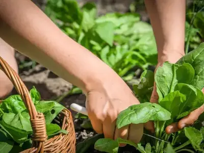 Cách trồng cải bó xôi xanh mướt và giàu dinh dưỡng tại nhà