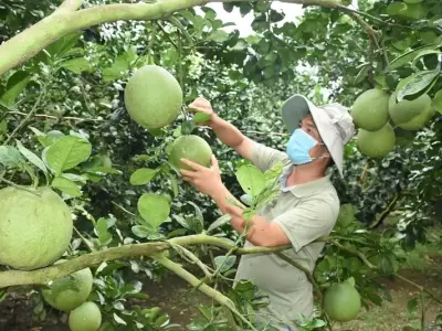 Hướng dẫn chi tiết cách trồng cây bưởi tại nhà hiệu quả