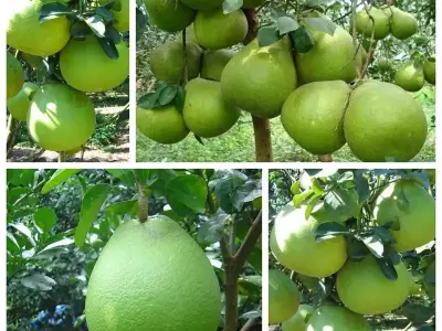 Hướng dẫn chi tiết cách trồng cây bưởi da xanh hiệu quả