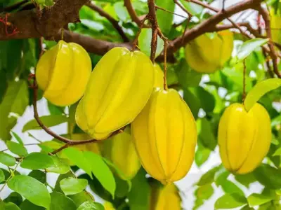 Bí quyết trồng cây khế khỏe mạnh và cho trái đều quanh năm
