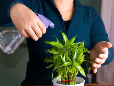 Bí quyết cách trồng cây phát lộc đơn giản tại nhà hiệu quả